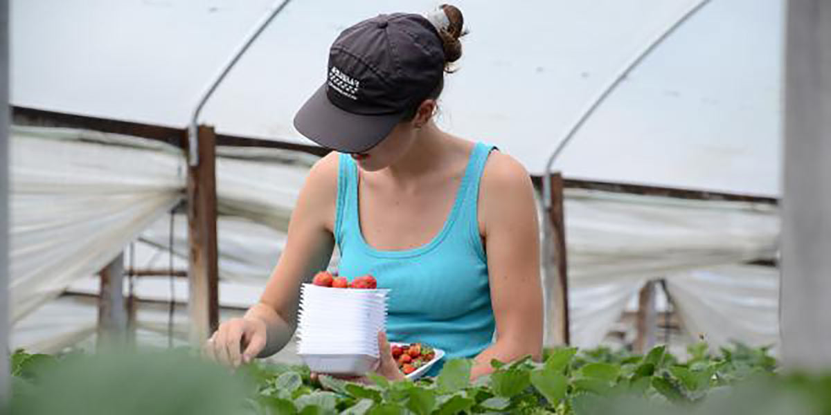 Fragole, la mancanza di manodopera cambia la produzione